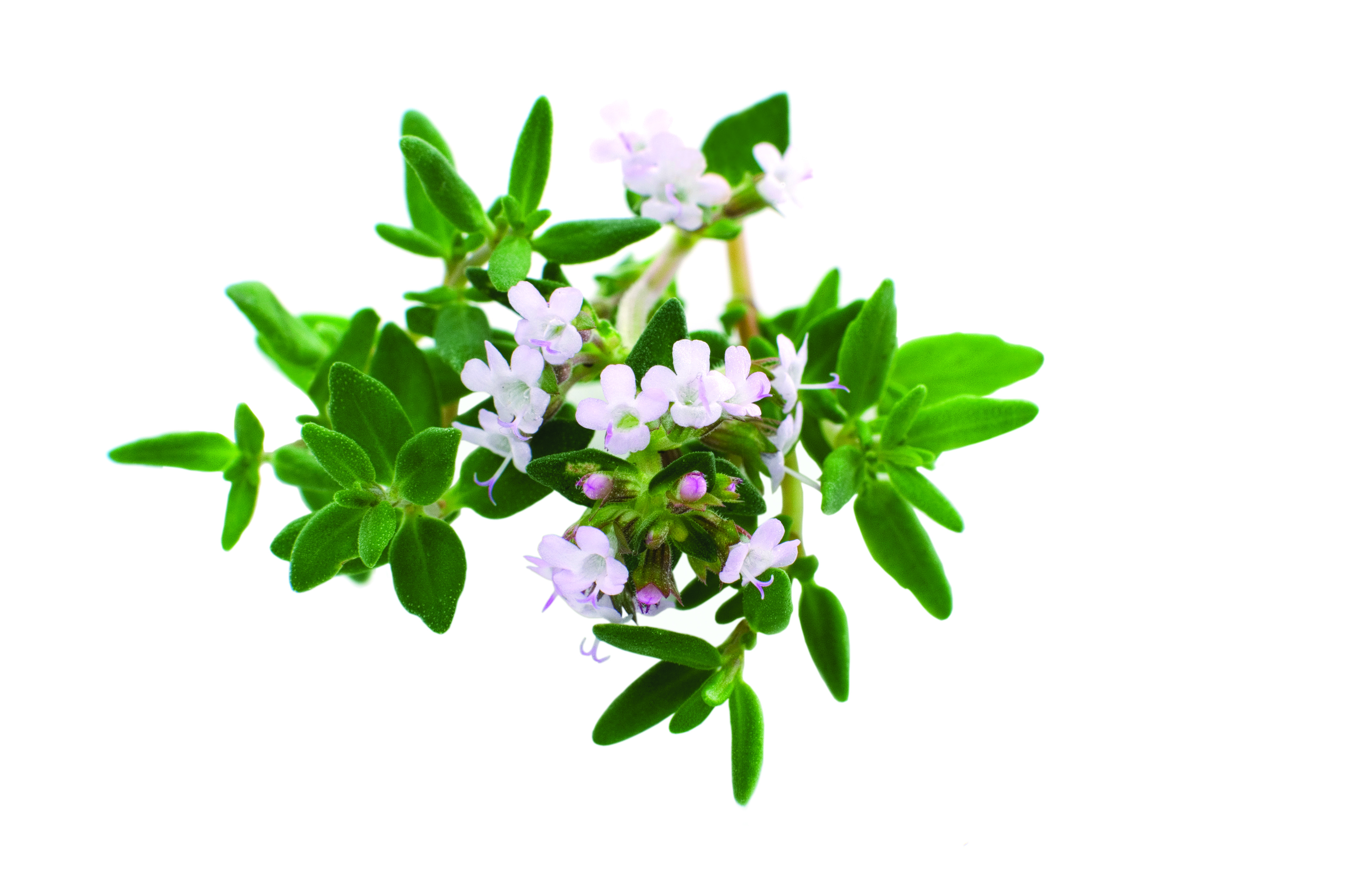 THYMOX – The EPO thyme extract