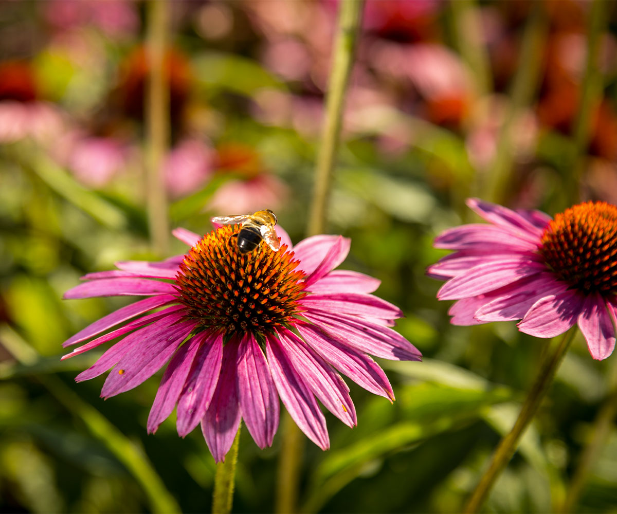 Promoting biodiversity and local supply chains: EPO’s commitment