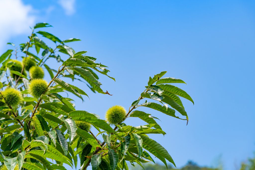 Ellagitannini da Castanea sativa Mill.: gli estratti delle foglie di castagno hanno un’azione  antibatterica specifica verso Helicobacter pylori e riducono l’infiammazione in cellule epiteliali gastriche umane