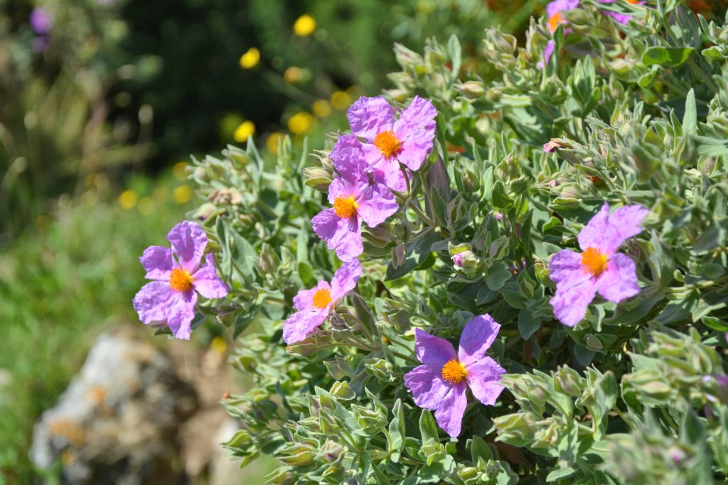 Estratti vegetali di Cistus incanus L. e Scutellaria lateriflora L.: la loro combinazione ha proprietà antimicrobiche e antibiofilm, per la prevenzione delle malattie parodontali