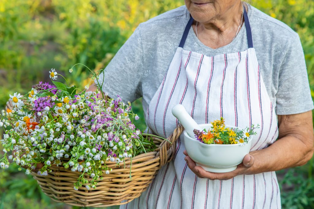 Piante medicinali ed aromatiche: coltivazione o raccolta?